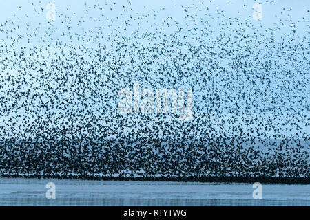 Blackpool, Lancashire, Royaume-Uni. Le 3 mars 2019. Murmuration Starling. Un murmuration d'Étourneaux effectuer leurs compétences de vol acrobatique avant qu'ils se perchent pour la nuit sous les mains de la jetée nord à Blackpool dans le Lancashire. Credit : Cernan Elias/Alamy Live News Banque D'Images