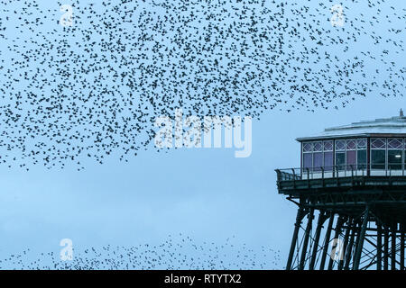 Blackpool, Lancashire, Royaume-Uni. Le 3 mars 2019. Murmuration Starling. Un murmuration d'Étourneaux effectuer leurs compétences de vol acrobatique avant qu'ils se perchent pour la nuit sous les mains de la jetée nord à Blackpool dans le Lancashire. Credit : Cernan Elias/Alamy Live News Banque D'Images