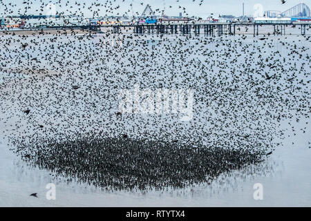 Blackpool, Lancashire, Royaume-Uni. Le 3 mars 2019. Météo britannique. Les conditions très venteuses comme des milliers d'étourneaux se rassemblent sur la rive avant de se percher. Les étourneaux volent des kilomètres pour se rendre à leurs dortoirs, mais alors que le site certains de ces oiseaux sont des résidents du Royaume-Uni, la majorité sera d'oiseaux migrateurs venant d'Europe. Il semble que le plus froid de l'hiver est en Europe, avec de fortes tempêtes de vent les aidant, d'autres apparaîtront et recueillir ici prendre un peu de répit de temps en rassemblant sur la rive. /AlamyLiveNews MediaWorldImages Crédit : Banque D'Images