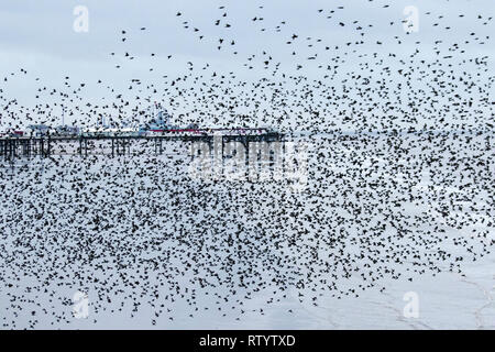 Blackpool, Lancashire, Royaume-Uni. Le 3 mars 2019. Météo britannique. Les conditions très venteuses comme des milliers d'étourneaux se rassemblent sur la rive avant de se percher. Les étourneaux volent des kilomètres pour se rendre à leurs dortoirs, mais alors que le site certains de ces oiseaux sont des résidents du Royaume-Uni, la majorité sera d'oiseaux migrateurs venant d'Europe. Il semble que le plus froid de l'hiver est en Europe, avec de fortes tempêtes de vent les aidant, d'autres apparaîtront et recueillir ici prendre un peu de répit de temps en rassemblant sur la rive. /AlamyLiveNews MediaWorldImages Crédit : Banque D'Images