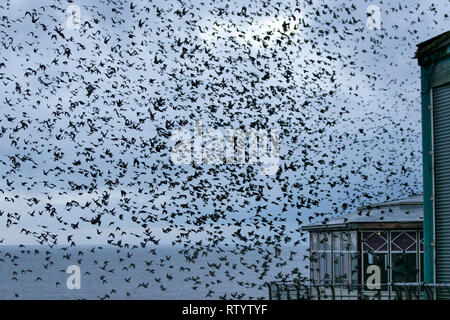 Blackpool, Lancashire, Royaume-Uni. Le 3 mars 2019. Météo britannique. Les conditions très venteuses comme des milliers d'étourneaux se rassemblent sur la rive avant de se percher. Les étourneaux volent des kilomètres pour se rendre à leurs dortoirs, mais alors que le site certains de ces oiseaux sont des résidents du Royaume-Uni, la majorité sera d'oiseaux migrateurs venant d'Europe. Il semble que le plus froid de l'hiver est en Europe, avec de fortes tempêtes de vent les aidant, d'autres apparaîtront et recueillir ici prendre un peu de répit de temps en rassemblant sur la rive. /AlamyLiveNews MediaWorldImages Crédit : Banque D'Images