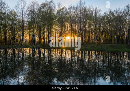 Coucher du soleil orange colorés par arbres se reflétant sur l'eau calme d'un petit étang. Le Parc des Nebrodi, près du lac Maulazzo et Biviere di Cesarò, Sicile. Banque D'Images