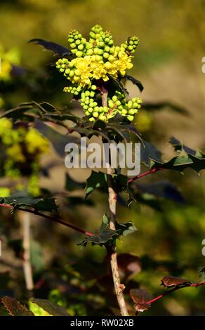 Mahonia Pinnacle en fleur. Banque D'Images