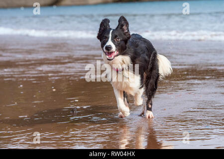 Border Collie jouant sur la plage Banque D'Images