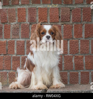 Cavalier King Charles Spaniel Banque D'Images
