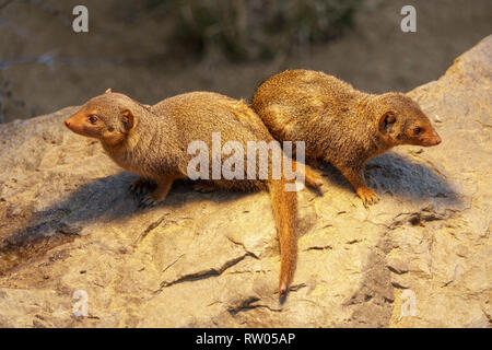 Peu mongoose hérissés Banque D'Images