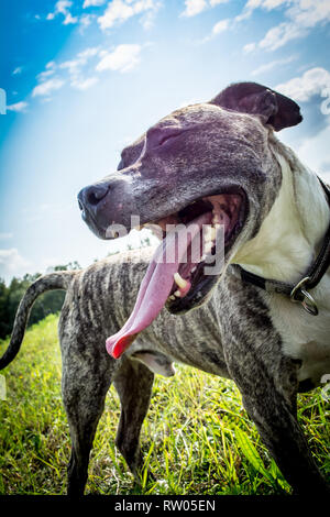 Race de chien Boerboel avec langue flâner sur la nature dans le parc en été, close-up Banque D'Images