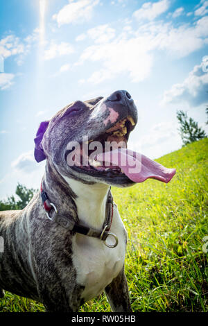 Race de chien Boerboel avec langue flâner sur la nature dans le parc en été, close-up Banque D'Images