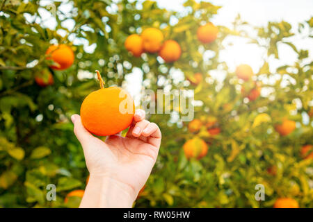 Vue rapprochée de la main avec orange sur le fond d'arbres dans un bosquet de Sicile, Italie Banque D'Images