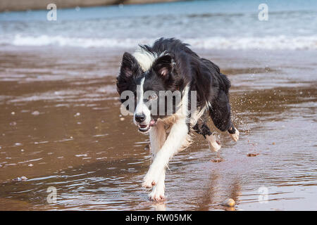 Border Collie jouant dans les vagues Banque D'Images