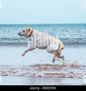 Labrador retriever, jaune, dans la mer Banque D'Images