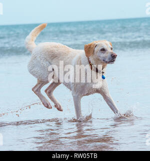 Labrador retriever, jaune, dans la mer Banque D'Images