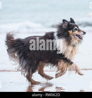 Shetland Sheepdog running on beach Banque D'Images