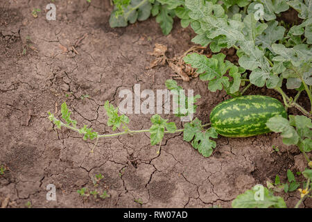 Les jeunes pousses de pastèques sur le champ ouvert sur le domaine agricole. Les légumes bio à la ferme. Banque D'Images
