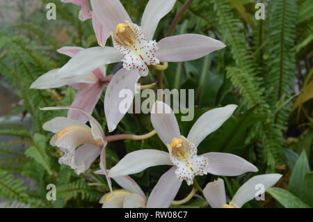 Cymbidium Vieux Rose, orchidée Bateau Banque D'Images