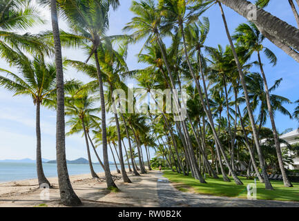 Sentier de marche sous les palmiers pliées le long de la plage, à Palm Cove, plages du nord de Cairns, Far North Queensland, Queensland, Australie, FNQ Banque D'Images