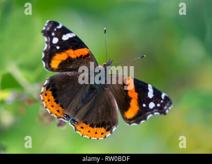 Vulcain Vanessa atalanta papillon avec ailes déployées sur un fond vert naturel Banque D'Images