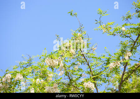 Branches de la floraison d'Acacia (Robinier) contre le ciel bleu et vert Perruche de manger les fleurs d'Acacia. Banque D'Images