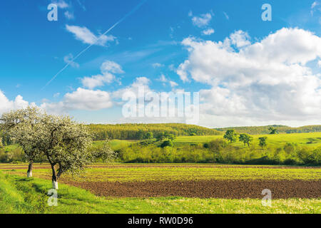Domaines ruraux au printemps. belle campagne. arbres en fleurs. Magnifique paysage verdoyant agrémenté rolling hill au loin. bright sunny weather wi Banque D'Images