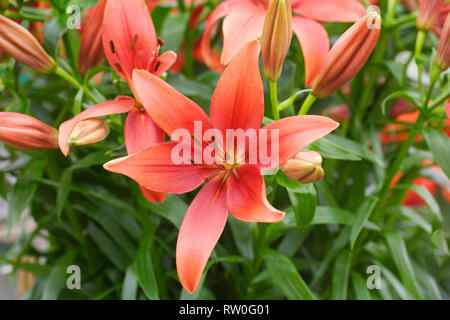 Hybrides Lilium fleurs d'Ankara. Banque D'Images