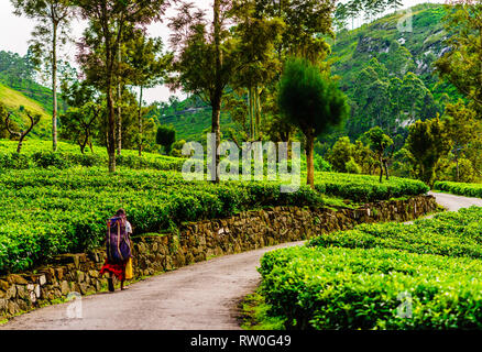 La plantation de thé picker sur le chemin du travail dans Haputale, Sri Lanka Banque D'Images