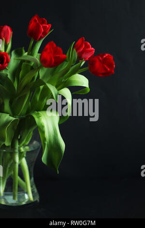 Close up sur tulipes rouges bouquet, selective focus, fond noir, copy space Banque D'Images