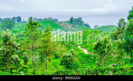 Vue sur la plantation de thé à côté d'Haputale, Sri Lanka Banque D'Images