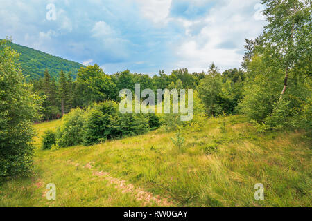 Paysage d'été sur un jour nuageux en montagne. meadow sur la colline près de la forêt. mélange de hêtre, épicéa et bouleau. chemin en bas de la colline. couvert sk Banque D'Images