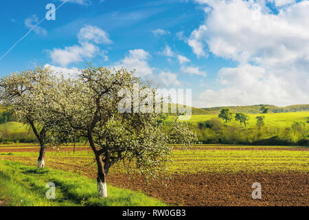 Arbres en fleurs près du domaine de l'agriculture. campagne magnifique paysage de printemps. herbacé rolling Hill dans la distance temps ensoleillé lumineux. Banque D'Images