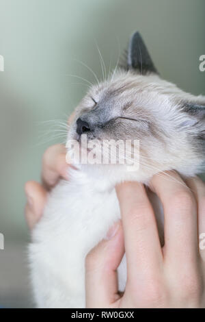 Un homme se gratte son visage chaton lumineux Banque D'Images