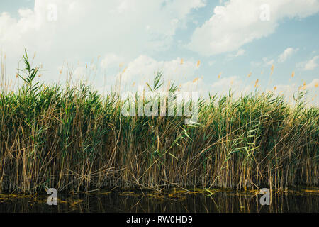 Schilf am Neusiedler See, Burgenland, Autriche Banque D'Images