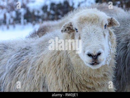 Cette brebis Herdwick enceinte ne pouvait pas prendre ses yeux l'appareil photo hors tension. Elle était si chaud sur un tel jour de neige. Banque D'Images