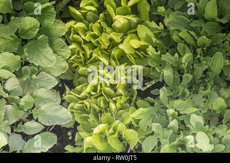 Les jeunes verts, salade de roquette et de radis poussent dans la serre Banque D'Images