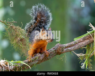 Ecureuil Sciurus variegatoides Variegated Costa Rica Banque D'Images