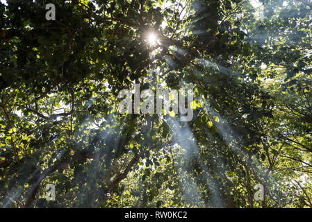 Village de Piaraçu (Aldeia Piaraçu), l'État de Mato Grosso, Brésil. Une solarisation à travers les arbres de la forêt. Banque D'Images