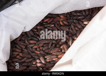 Instituto Raoni, Colider, État du Mato Grosso, Brésil. Cumaru (Dipterix odorata, fèves tonka) amandes dans un sac. Banque D'Images