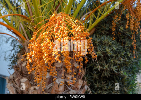Date de floraison, palmier dattier fruits, orange date palm des grappes dans le jardin. Banque D'Images