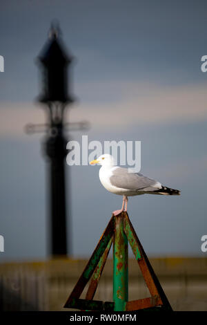 ,Seagull goéland hareng,,sat,sur,top,de,poster,avec,light,derrière,elle,merci,de,alimentation,alimentaire,nourris, Banque D'Images