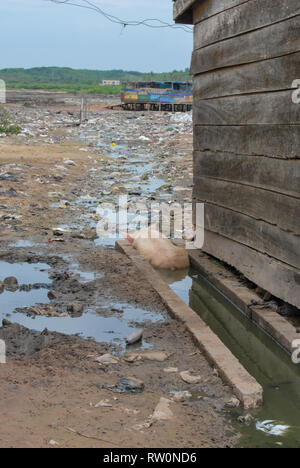 Une rue sale et d'un porc domestique portant dans la boue dans la ville d'Elmina, Ghana Banque D'Images