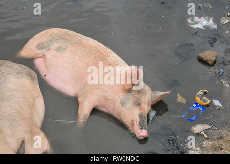 Un porc domestique pose en boue polluée plein d'ordures dans la ville d'Elmina, Ghana Banque D'Images