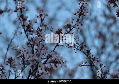 Le printemps arrive et les arbres (cerise) sont en fleurs avec toute la puissance de la nature. Banque D'Images