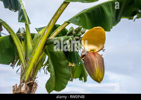 La floraison d'un jeune bananier vert avec de grandes feuilles, fruits et d'un bourgeon de fleur. Banque D'Images