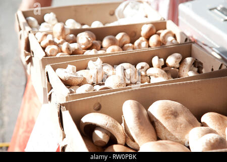 Faire revenir les champignons dans des encadrés à un marché prêt à être acheté Banque D'Images