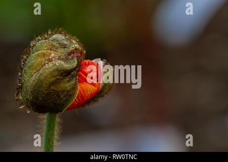 Juste avant l'éclosion du coquelicot gouttes de rosée sur les cheveux fins Banque D'Images