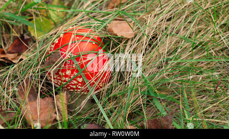 Petit fly agaric (Amanita muscaria) champignons, cap recouverte d'herbe sèche et les feuilles Banque D'Images