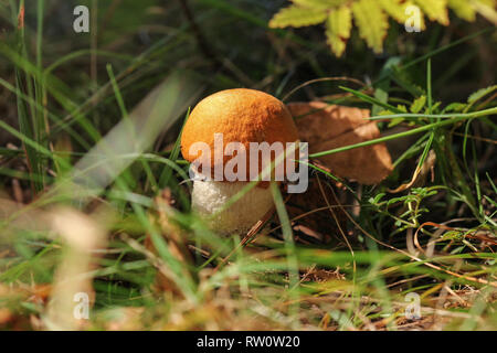 Les petites tiges (bolets scaber le Leccinum aurantiacum) avec son capuchon orange, assis dans l'herbe petite éclairée par le soleil. Banque D'Images