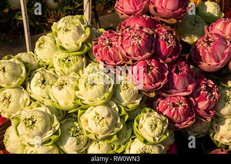 Cambodge, Phnom Penh, centre-ville, le Wat Phnom, les fleurs de lotus pour vente comme offrandes au temple Banque D'Images