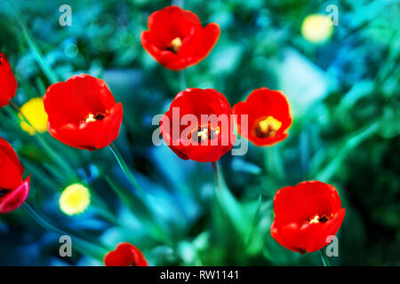 Belles fleurs tulipes rouges dans la nature sur un fond bleu turquoise avec soft focus, macro. Image artistique très colorés, floral background pour Banque D'Images