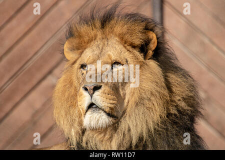 Lion mâle au Zoo de Colchester Banque D'Images