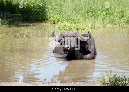 Buffle d'Afrique (Syncerus caffer) baignade dans une piscine de l'eau dans le parc national du lac Mburo, Ouganda Banque D'Images